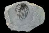 Rare, Spiny Heliopeltis Trilobite - Issoumour, Morocco #170721-2